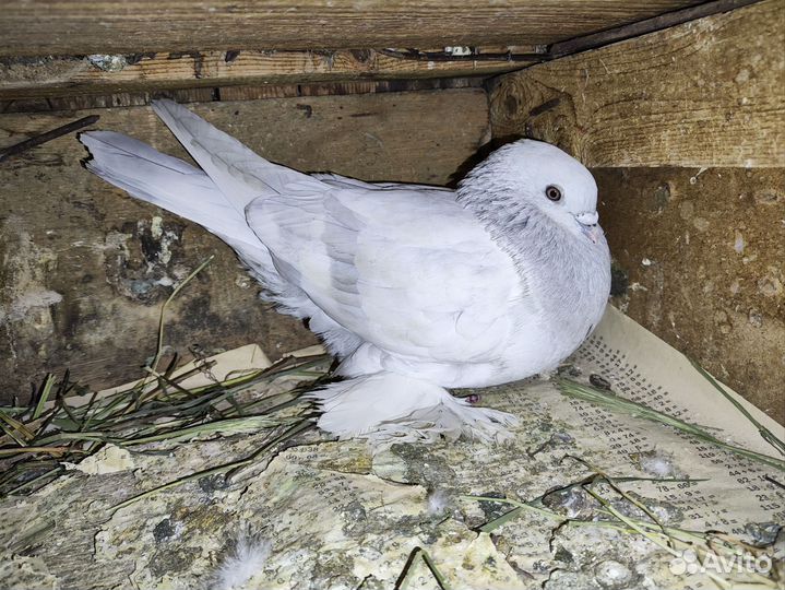 Голуби касаны