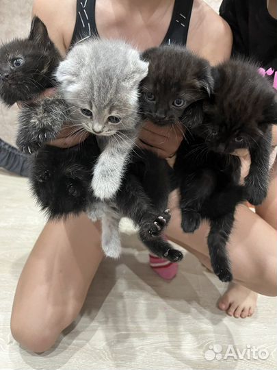 Британские котята