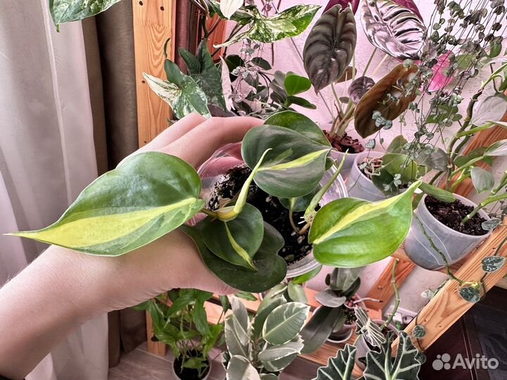 Филодендрон бразил