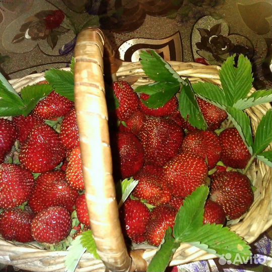 Рассада клубники Кимберли