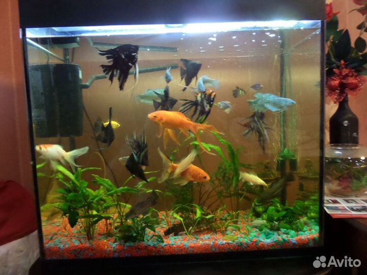 Аквариум