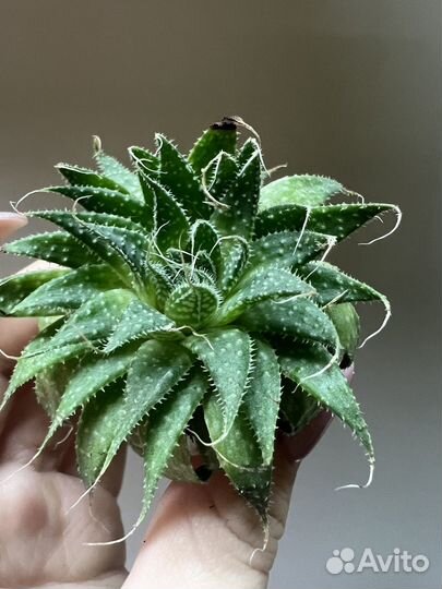 Алоэ аристата