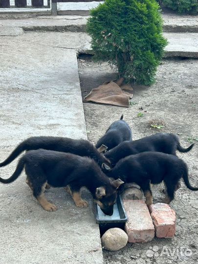 Немецкая овчарка