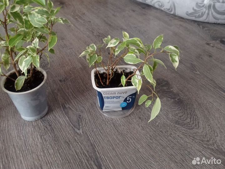 Фикус бенджамин