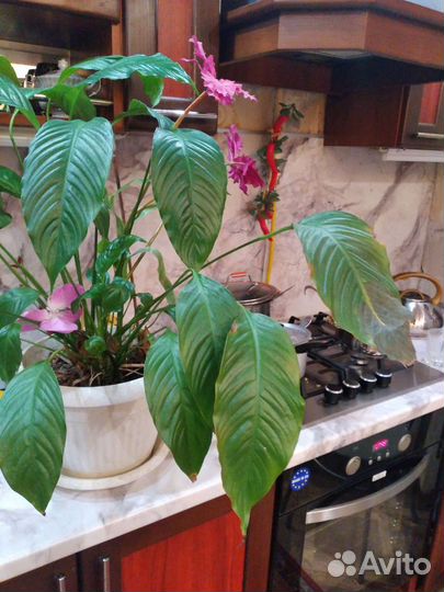 Спатифиллум