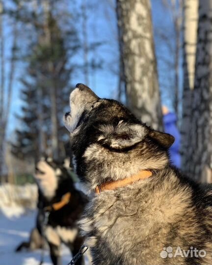 Катание на собачьих упряжках
