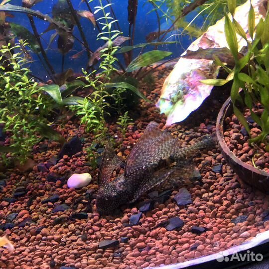 Рыбки разных пород и растения