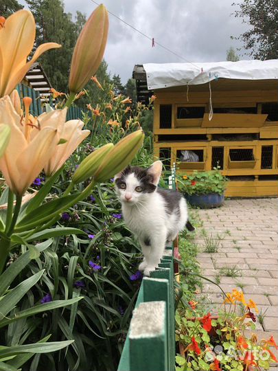 Котёнок кот Пирожок (Рон) в добрые руки