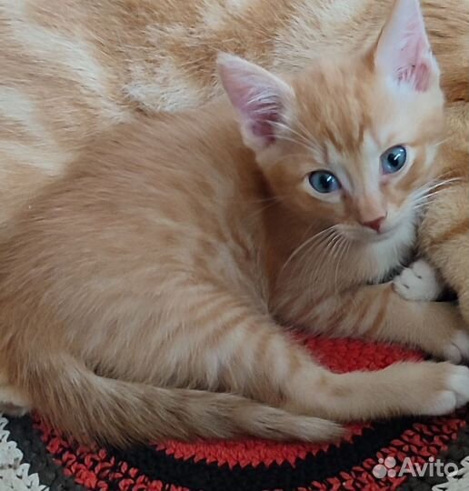 Кот мышелов