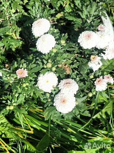 Хризантема