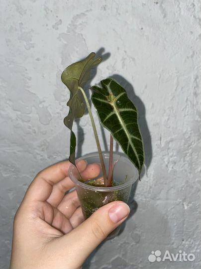 Алоказии детки