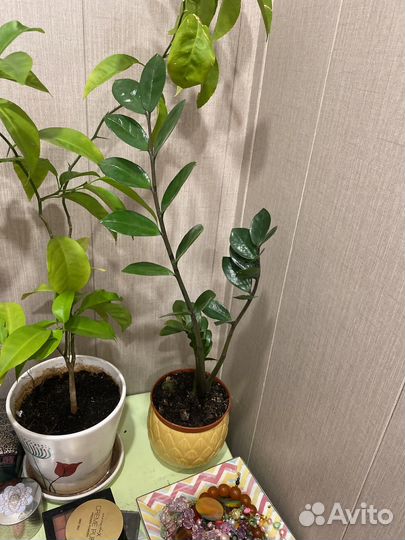 Замиокулькас