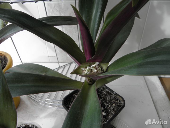 Рэо и Монстера