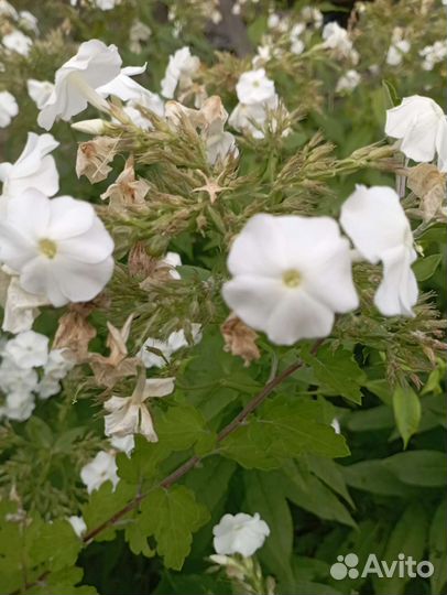 Флоксы многолетние