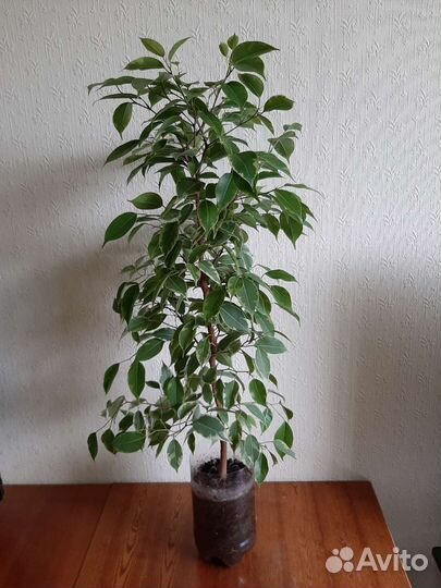 Фикус бенджамина пестролистный