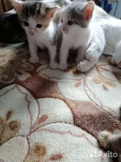 Котята в дар бесплатно