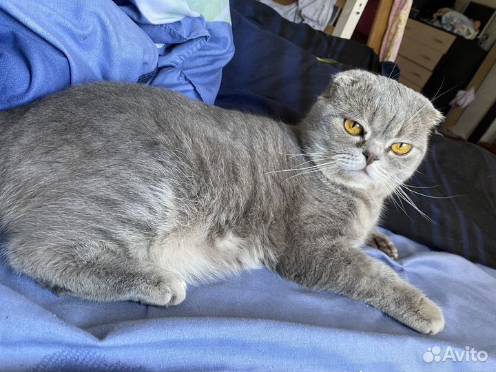 Шотландский вислоухий