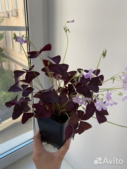 Кислица / оксалис фиолетовый