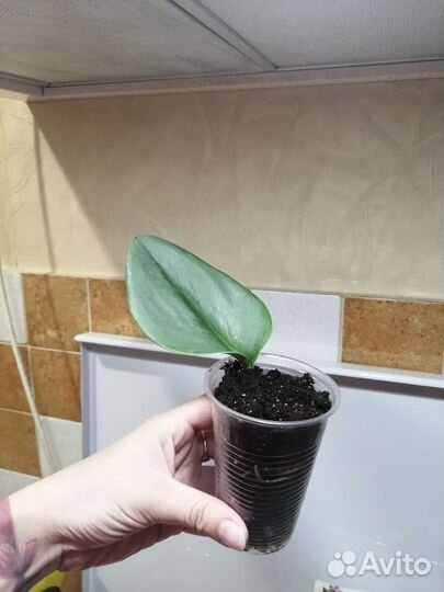 Сциндапсусы, сциндапсус мунлайт, бегонии