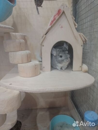 Шиншиллы и домик-витрина