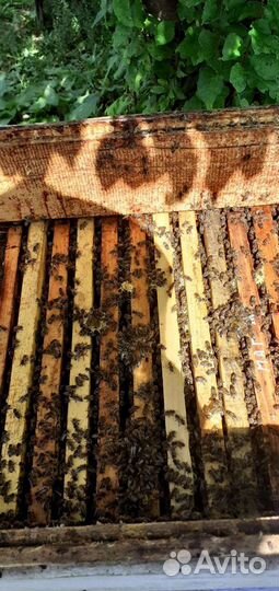 Пчелосемьи