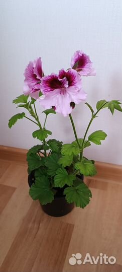 Герань пеларгония королевская