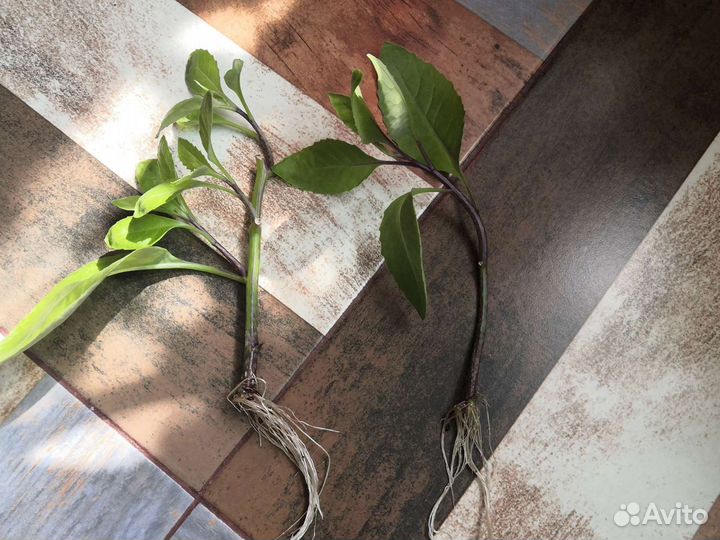 Джинура съедобная/лечебная