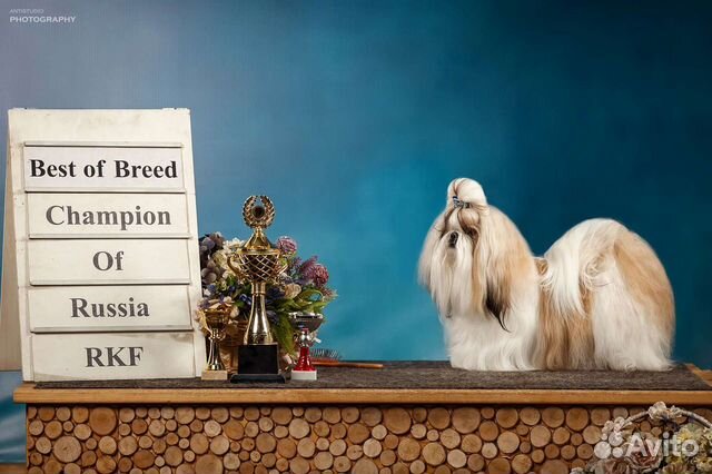 Ши-тцу вязка