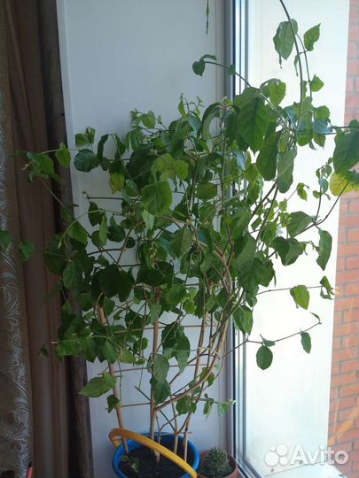 Комнатный жасмин самбак