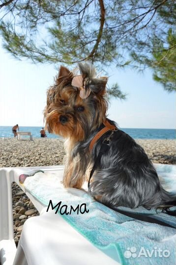 Йоркширский терьер