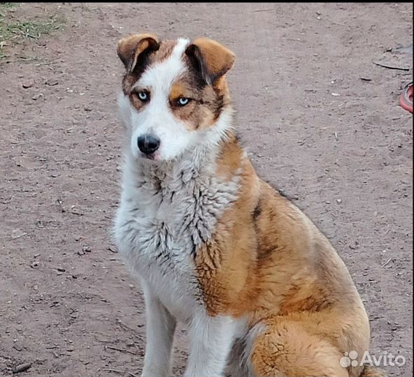 Отличная собака