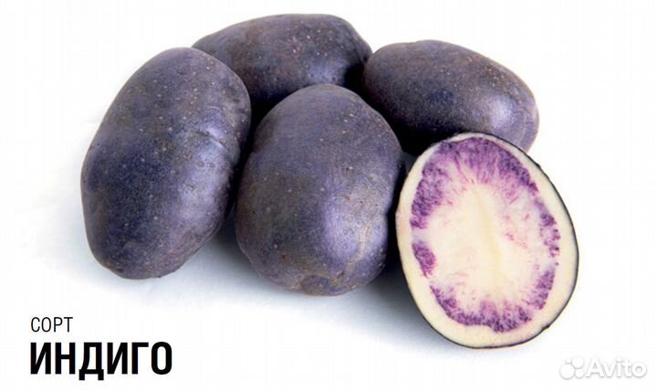 Семенной картофель высоких репродукций