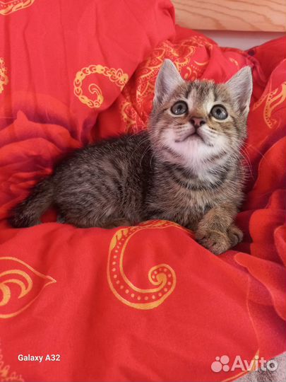 Котик - умный мальчик