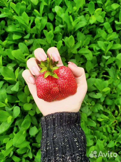 Клубника саженцы