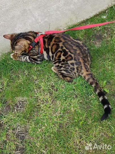 Бенгальский котенок