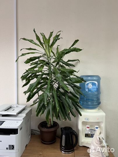 Офисные цветы