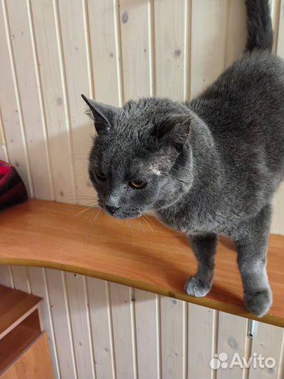 Спасите кота-британца. Ему очень нужен дом