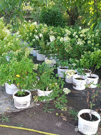 Гортензия оптом и в розицу