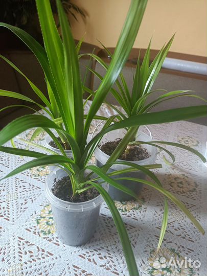 Комнатные цветы