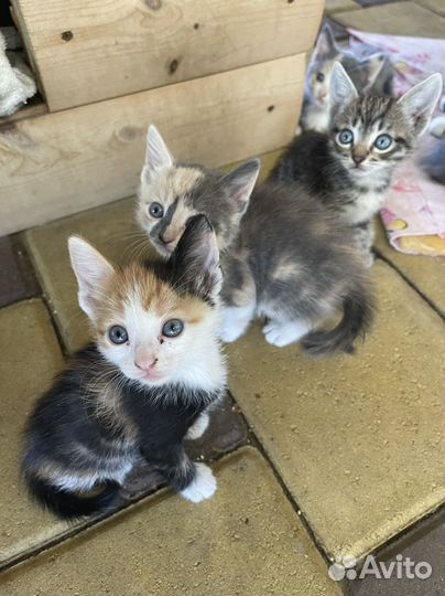 Котята