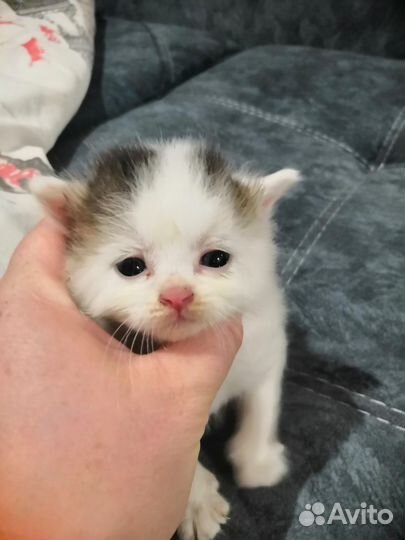 Котенок мальчик