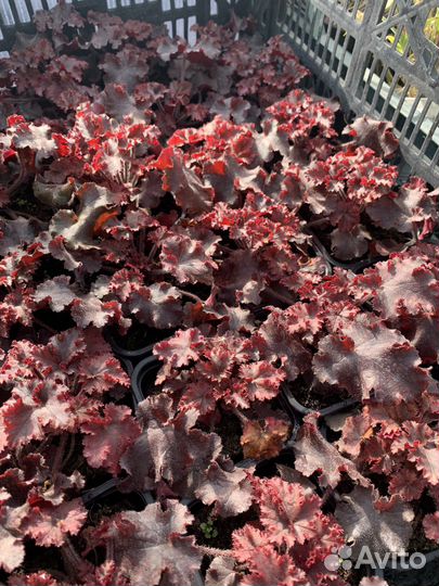 Гейхера Зиппер