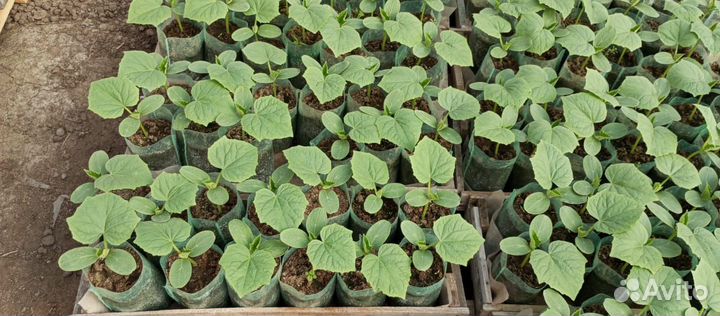 Рассада Помидоры, Огурцы, Перец, Баклажаны