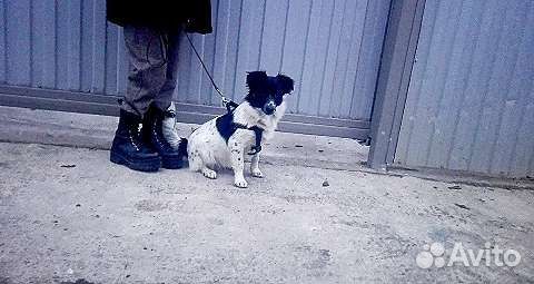 Маленькая собачка