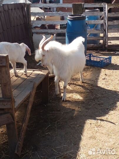 Козлик на племя, дойные козы и козлята