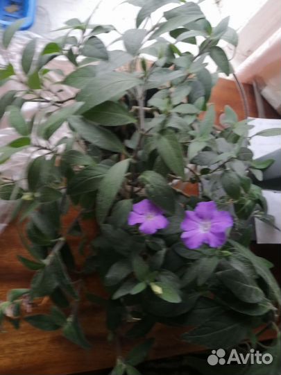 Комнатные цветы