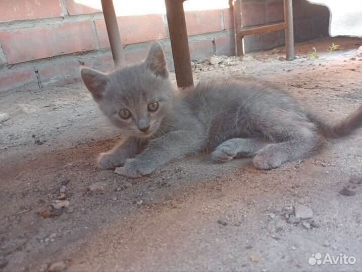 Котенок серый в добрые руки