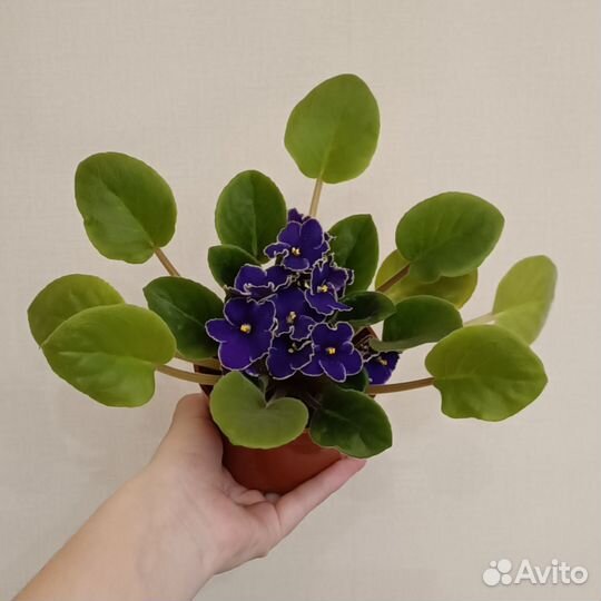 Фиалка фиолетовая. Комнатное растение