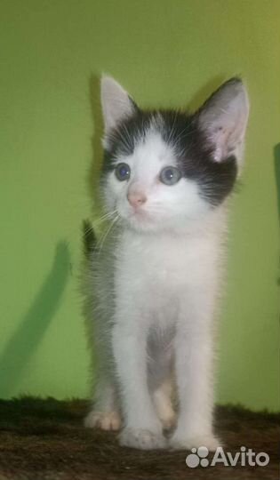 Котята в добрые руки бесплатно коты