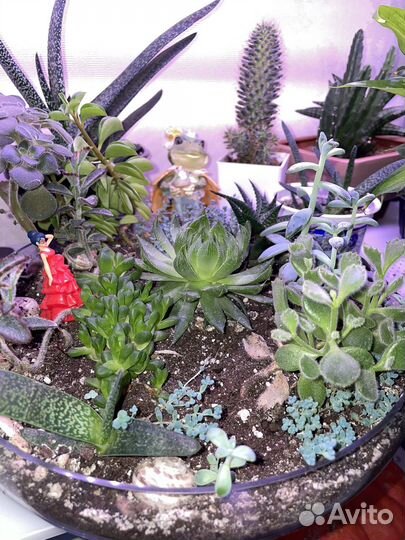 Суккуленты